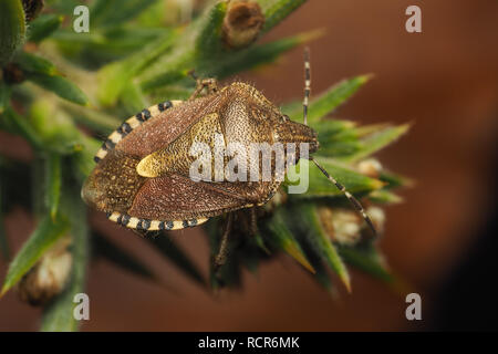 Hairy hivernage Shieldbug (Dolycoris baccarum) perché sur l'ajonc. Tipperary, Irlande Banque D'Images