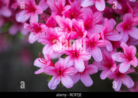 Close-up of pink Rhododendron indicum (azalea) en pleine floraison Banque D'Images