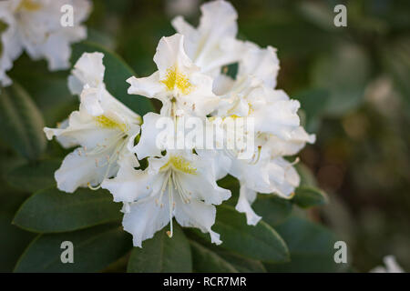 Close-up of rhododendron blanc fleur qui s'épanouit dans un jardin Banque D'Images