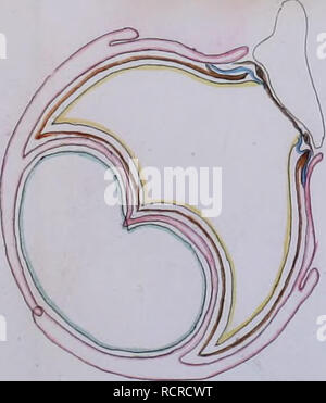 . Deutsches Archiv für die Physiologie. . Veuillez noter que ces images sont extraites de la page numérisée des images qui peuvent avoir été retouchées numériquement pour plus de lisibilité - coloration et l'aspect de ces illustrations ne peut pas parfaitement ressembler à l'œuvre originale.. Halle Banque D'Images