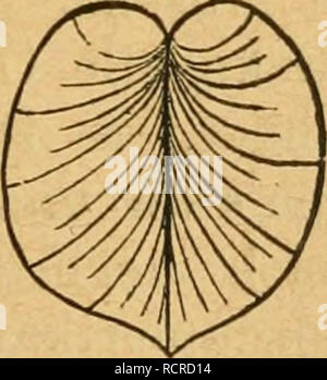 . Deutsche excursions-mollusken-faune. Les mollusques. . Veuillez noter que ces images sont extraites de la page numérisée des images qui peuvent avoir été retouchées numériquement pour plus de lisibilité - coloration et l'aspect de ces illustrations ne peut pas parfaitement ressembler à l'œuvre originale.. S. Clessin, Nürnberg, Bauer &AMP ; Raspe Banque D'Images