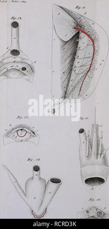 . Deutsches Archiv für die Physiologie. . Veuillez noter que ces images sont extraites de la page numérisée des images qui peuvent avoir été retouchées numériquement pour plus de lisibilité - coloration et l'aspect de ces illustrations ne peut pas parfaitement ressembler à l'œuvre originale.. Halle Banque D'Images