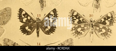 . Deutsche entomologische Zeitschrift Iris. Lépidoptères. . Veuillez noter que ces images sont extraites de la page numérisée des images qui peuvent avoir été retouchées numériquement pour plus de lisibilité - coloration et l'aspect de ces illustrations ne peut pas parfaitement ressembler à l'œuvre originale.. Entomologischer Verein "Iris" zu Dresden. Berlin : R. Friedländer Banque D'Images