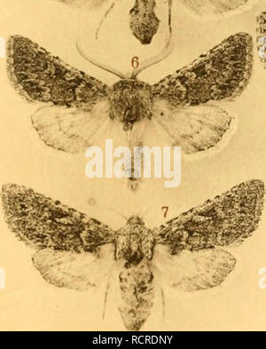 . Deutsche entomologische Zeitschrift Iris. Lépidoptères. . Veuillez noter que ces images sont extraites de la page numérisée des images qui peuvent avoir été retouchées numériquement pour plus de lisibilité - coloration et l'aspect de ces illustrations ne peut pas parfaitement ressembler à l'œuvre originale.. Entomologischer Verein "Iris" zu Dresden. Berlin : R. Friedländer Banque D'Images