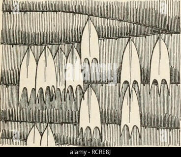 . Éléments de biologie ; un texte utile-livre de corréler la botanique, la zoologie et la physiologie humaine. La biologie. Papillon monarque ; adultes, larve, pupe et sur les asclépiades. A partir de Photo prêtée par l'American Museum of Natural History, butterflies les antennes contiennent le sens des cellules qui ont à voir avec l'odeur ; dans certains papillons mâles, cependant, une poche sur l'aile sert d'aider à distinguer la présence de nectar dans une fleur. Faites un schéma du papillon, montrant le plus grand nombre possible des structures mentionnées. L'étiquette soigneusement chaque partie. Un dessin de la tête comme on le voit par le côté, grande Banque D'Images
