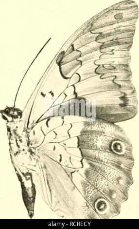 . Deutsche entomologische Zeitschrift Iris. Lépidoptères. . Veuillez noter que ces images sont extraites de la page numérisée des images qui peuvent avoir été retouchées numériquement pour plus de lisibilité - coloration et l'aspect de ces illustrations ne peut pas parfaitement ressembler à l'œuvre originale.. Entomologischer Verein "Iris" zu Dresden. Berlin : R. Friedländer Banque D'Images