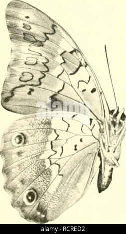 . Deutsche entomologische Zeitschrift Iris. Lépidoptères. . Veuillez noter que ces images sont extraites de la page numérisée des images qui peuvent avoir été retouchées numériquement pour plus de lisibilité - coloration et l'aspect de ces illustrations ne peut pas parfaitement ressembler à l'œuvre originale.. Entomologischer Verein "Iris" zu Dresden. Berlin : R. Friedländer Banque D'Images