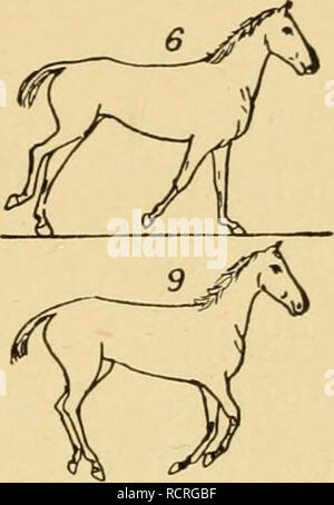 . Zoopraxography descriptif, ou, la science de l'animal locomotion rendue populaire. Animal locomotion. ^. Veuillez noter que ces images sont extraites de la page numérisée des images qui peuvent avoir été retouchées numériquement pour plus de lisibilité - coloration et l'aspect de ces illustrations ne peut pas parfaitement ressembler à l'œuvre originale.. Muybridge, Eadweard, 1830-1904. [Philadelphie] : University of Pennsylvania Banque D'Images