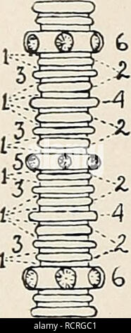 . Le Dévonien crinoïdes de l'État de New York. Crinoidea, combustibles, la paléontologie, la paléontologie. NEW YORK STATE MUSEUM 32 fois le diamètre de l'columnals internodal. Les bords de la peut être nodals nodose, crénelées, dentée, et parfois le bord est très fin et knifelike. Nouveau columnals qui deviennent les nodals sont introduits directement sous le calice ou à quelque distance de là. Le plus jeune donc columnal est généralement le plus haut un.. Veuillez noter que ces images sont extraites de la page numérisée des images qui peuvent avoir été retouchées numériquement pour plus de lisibilité - coloration et l'apparence Banque D'Images