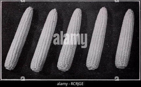 . Catalogue descriptif de légumes. Catalogues commerciaux ; pépinières (Horticulture) ; catalogues de semences de légumes ; Catalogues Catalogues Catalogues de graines, les fruits, les herbes des catalogues. 44 PRODUCTEURS DE SEMENCES ASSOCIÉS, Inc.. Erie : un nouveau Asgrow hybride avec de longues et fines oreilles Maïs doux (Zea mays var. saccharata depuis trois générations nous ont mis dans le maïs sucré, depuis le moment où, selon la tradition acceptée, Everett B. Clark s'est développée la première récolte de ce qui a été conçu pour être utilisé uniquement pour les semences. Dans les demi-siècle nous a présenté un grand nombre de variétés à pollinisation libre et puis, avec l'avènement de m Banque D'Images