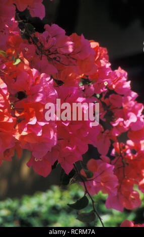 CLOSE-UP OF PINK ROSE ET ROUGE Fleurs de bougainvilliers, NEW SOUTH WALES, Australie. Banque D'Images