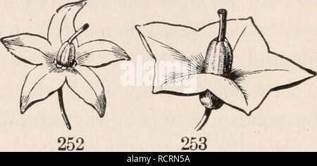 . Les éléments de botanique pour les débutants et pour les écoles. Les plantes. de ressentiment dans les vieilles photos, avec une mince sous la poignée, fig. 249-251, 255. Forme de cloche campanulée, ou, lorsqu'un tube court et large s'élargit vers le haut, en forme de cloche, comme dans Fig. 254. En entonnoir, ou sous forme d'entonnoir ; grad- ually répandre au sommet d'un tube qui est étroite, ci-dessous l'hi. Veuillez noter que ces images sont extraites de la page numérisée des images qui peuvent avoir été retouchées numériquement pour plus de lisibilité - coloration et l'aspect de ces illustrations ne peut pas parfaitement ressembler à l'œuvre originale.. Gray, Asa, 1810-18 Banque D'Images