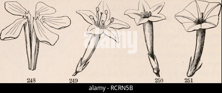 . Les éléments de botanique pour les débutants et pour les écoles. Les plantes. 90 fleurs. [L'article 8. un tube étroit, d'où il diverge à angle droit, comme le plateau rep-. de ressentiment dans les vieilles photos, avec une mince sous la poignée, fig. 249-251, 255. Forme de cloche campanulée, ou, lorsqu'un tube court et large s'élargit vers le haut, en forme de cloche, comme dans Fig. 254. En entonnoir, ou sous forme d'entonnoir ; grad- ually répandre au sommet d'un tube qui est étroite, ci-dessous l'hi. Veuillez noter que ces images sont extraites de la page numérisée des images qui peuvent avoir été retouchées numériquement pour plus de lisibilité - une coloration Banque D'Images