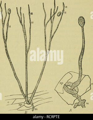 . Éléments de botanique. Les plantes. 234 éléments de botanique. Le mycélium de ces est généralement dissimulé dans le fond de la terre, le bois en décomposition, ou autres matériaux sur lesquels le champignon se développe, et l'endroit bien partie de l'usine est celle à laquelle les spores sont supportés. Les lichens, les objets familiers incrustant des roches ou suspendu dans. Fig. 201. -Spore-Formation dans la brûlure de la pomme de terre (PJii/topJitlwra infestans). Un iinbranched, une manette, le mycélium de m dans l'intérieur de la feuille de pomme de terre, de l'épiderme e par la stomie sp, et compte un seul cas de spores ; 5, un groupe plus âgé de Banque D'Images