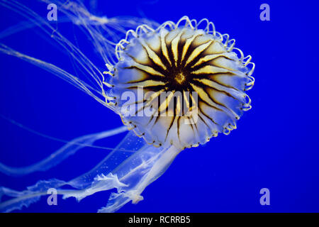 Chrysaora hysoscella, la boussole jellyfish, nager sur un fond bleu. Le méduse compas est originaire de l'océan Atlantique. Banque D'Images