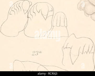 . Deutsche Südpolar-Expedition, 1901-1903, im Auftrage des Reichsamtes des Innern. Gauss (navire) ; les expéditions scientifiques ; l'Antarctique. . Veuillez noter que ces images sont extraites de la page numérisée des images qui peuvent avoir été retouchées numériquement pour plus de lisibilité - coloration et l'aspect de ces illustrations ne peut pas parfaitement ressembler à l'œuvre originale.. Deutsche Südpolar-Expedition (1901-1903), Erich von Drygalski, 1865-1949. Berlin, G. Reimer Banque D'Images