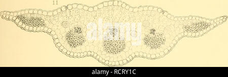 . Deutsche Südpolar-Expedition, 1901-1903, im Auftrage des Reichsamtes des Innern. Gauss (navire) ; des expéditions scientifiques. . Veuillez noter que ces images sont extraites de la page numérisée des images qui peuvent avoir été retouchées numériquement pour plus de lisibilité - coloration et l'aspect de ces illustrations ne peut pas parfaitement ressembler à l'œuvre originale.. Deutsche Südpolar-Expedition (1901-1903), Erich von Drygalski, 1865-1949. Berlin, G. Reimer Banque D'Images