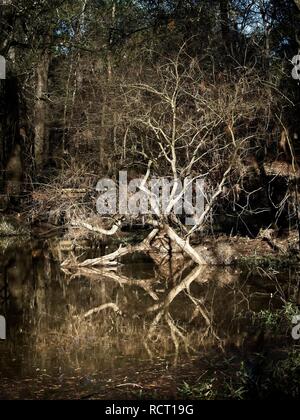The Woodlands TX USA - 12/21/2018 - Arbre de plus avec de l'eau reflet dans les bois Banque D'Images