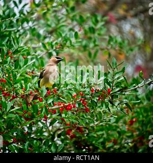 The Woodlands TX USA - 26/12/2018 - oiseau dans l'arbre avec Red Berrys Banque D'Images