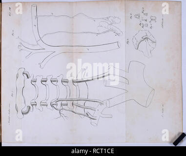 . Deutsches Archiv für die Physiologie. . Veuillez noter que ces images sont extraites de la page numérisée des images qui peuvent avoir été retouchées numériquement pour plus de lisibilité - coloration et l'aspect de ces illustrations ne peut pas parfaitement ressembler à l'œuvre originale.. Halle Banque D'Images