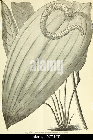 . Deutsche Garten-Zeitung. Le jardinage. 1886 Antliurtum Scherserianum n° 34-1 var. maximum. 399. Antluirium Scherzerianum maximum. .... J'. unstreitig blumigen Formen einen sehr Anthurium Scherzerianum var. hohen Werth biumistischen nettement als maximum. Schnittblume Zimmerpflanze wie auch als E(Mit figure.) besitzt, nach mehr als fünfundzwanzig- ist, dass auffallend von A. Scher- jähriger Einführung bisher nur verhält- zeria7ium, welches seinen dans nissmässig- brut Varietäten wenig und durch. Veuillez noter que ces images sont extraites de la page numérisée des images qui peuvent avoir été numériquement e Banque D'Images