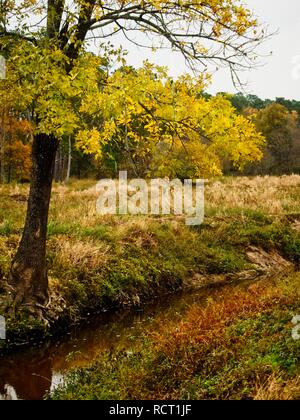 The Woodlands TX USA - 11/28/2018 - Arbre jaune par Creek Banque D'Images