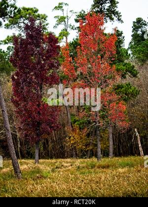 The Woodlands TX - 11-28-2018 - Arbres Automne rouge et orange Banque D'Images