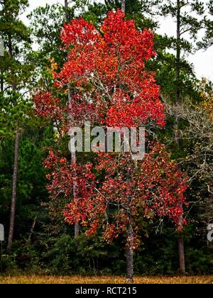 The Woodlands TX - 11-28-2018 - arbre à feuilles rouges à l'automne Banque D'Images