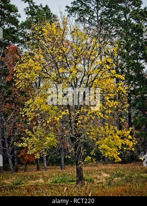 The Woodlands TX - 11-28-2018 - Arbre d'automne les couleurs 1 Banque D'Images