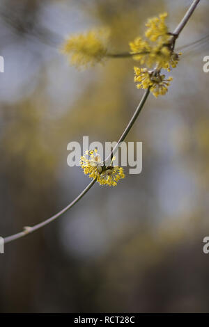 Branche avec fleurs jaunes au printemps Banque D'Images