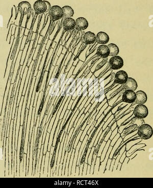 . Éléments de botanique. Les plantes. Fig. 140. - La stigmatisation de Thorn Apple (Datura) avec du pollen (amplifiés). Fig. 141. - Partie de la stigmatisation de Thorn Apple. Section verticale (magni- fied), montrant les tubes polliniques faire leur chemin vers l'ovaire. 191. Microscojncal Structure de la stigmatisation et de Style.- En vertu d'un pouvoir modéré du microscope le stigmate est vu à consistent en des cellules organisées plutôt vague sur la surface, et sécrétant un liquide humide dans laquelle les grains de pollen-adhérer (Fig. 140). Sous ces cellules superficielles et fonctionnant en bas 1 Le pois de pollen et celui d'Tropjeolum sont plus faciles à gérer tha Banque D'Images