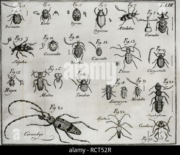 . Diccionario dos termos technicos de historia natural, extrahidos das obras de Linnéo, com a sua, explicaçaõ e estampas abertas em cobre ... Histoire naturelle ; langue latine. . Veuillez noter que ces images sont extraites de la page numérisée des images qui peuvent avoir été retouchées numériquement pour plus de lisibilité - coloration et l'aspect de ces illustrations ne peut pas parfaitement ressembler à l'œuvre originale.. Vandelli, Domenico, 1732-1815. Coimbra, Na du vrai officina da Universidade Banque D'Images