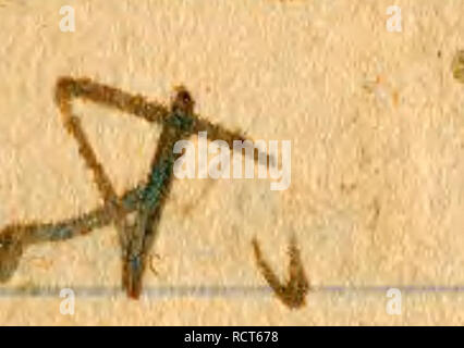 . Journal No. II [2], le 29 janvier 1928-27 mai 1928. L'entomologie, ornithologie, mammalogie ; Ichthyologie ; . . Veuillez noter que ces images sont extraites de la page numérisée des images qui peuvent avoir été retouchées numériquement pour plus de lisibilité - coloration et l'aspect de ces illustrations ne peut pas parfaitement ressembler à l'œuvre originale.. Graham, David Crockett. Banque D'Images