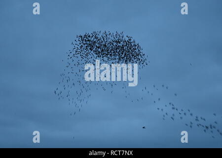 Starling murmuration à Attenborough nature reserve. Banque D'Images