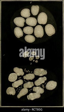. Deutsches Archiv für die Physiologie. . Veuillez noter que ces images sont extraites de la page numérisée des images qui peuvent avoir été retouchées numériquement pour plus de lisibilité - coloration et l'aspect de ces illustrations ne peut pas parfaitement ressembler à l'œuvre originale.. Halle Banque D'Images