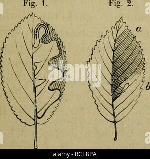 . Deutsche Forstbotanik, oder, Forstlichbotanische Waldhölzer Beschreibung aller deutschen. Les plantes ligneuses ; bois. Fi ?. 1. Sif 3. Fig. 4.. Veuillez noter que ces images sont extraites de la page numérisée des images qui peuvent avoir été retouchées numériquement pour plus de lisibilité - coloration et l'aspect de ces illustrations ne peut pas parfaitement ressembler à l'œuvre originale.. Nördlinger, Hermann von, 1818-1897. Stuttgart, J. G. Cotta Banque D'Images