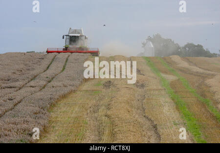 Lexique Claas 570 coupe de moissonneuse-batteuse dans un champ dans le comté d'Armagh, en Irlande du Nord. Banque D'Images