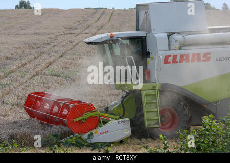 Moissonneuse-batteuse, dans le champ de battage à la récolte à temps partiel, de la poussière dans l'air du batteur. Banque D'Images
