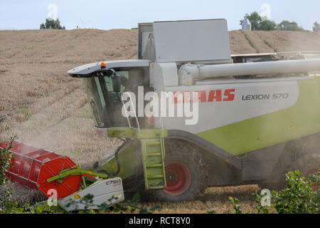 Vue latérale d'une moissonneuse-batteuse Claas le battage. Banque D'Images