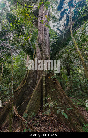 Grand arbre dans l'Amazonie péruvienne jungle à Madre de Dios au Pérou Banque D'Images