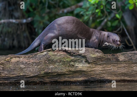 Loutre géante debout sur se connecter dans l'Amazonie péruvienne jungle à Madre de Dios au Pérou Banque D'Images