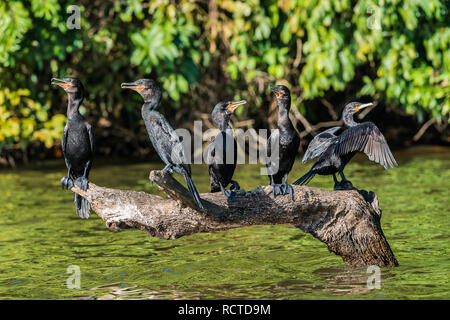 Les cormorans debout dans la direction générale de l'Amazonie péruvienne jungle à Madre de Dios au Pérou Banque D'Images