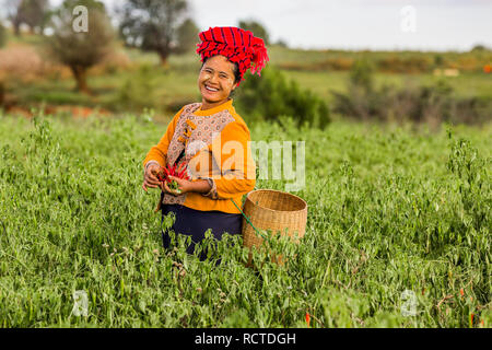 KALAW, MYANMAR - Décembre 07, 2016 : femme tribu red chili récolte près de Kalaw Shan au Myanmar (Birmanie) Banque D'Images