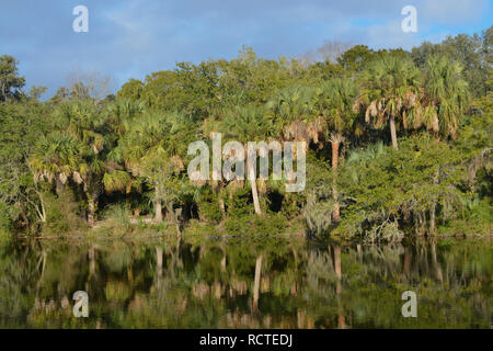 Reflet de rivage à Kathryn Abbey Hanna Park, comté de Duval, Jacksonville, Floride. Banque D'Images
