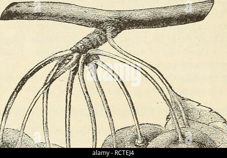 . Catalogue descriptif des fruits : non. 1. Les catalogues de plantes de pépinière ; catalogues ; Graines Fruits de catalogues. 22 ELLWAXGER &AMP ; BARRY'S CLASS IL-BIGARREAUX CERISES. Il s'agit surtout distingué du précédant la classe par leur chair plus ferme. Leur croissance est Tigorous, branches propagation, et le feuillage luxuriant, soft et retombant. Cleveland-Large ; clair rouge et jaune, juteuse, douce et riche. Arbre vigoureux, productif et de propagation. Au début. L'Klrtlancl Marie-large ; la lumière et rouge foncé sur fond jaune ; riche, juteux, sucré, aromatisé haut. L'un des meilleurs. Arbre vigoureux. hi. J. Veuillez noter que e Banque D'Images