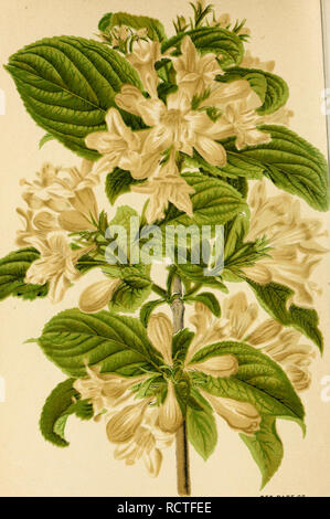 . Catalogue descriptif des arbres d'ornement, arbustes, plantes vivaces rustiques, etc. : vingt-cinquième édition. Les arbres d'ornement arbustes ; catalogues ; Catalogues Catalogues Catalogues ; fleurs roses. COPYRIGHT SECURED VOIR PAGE 68. ISTEMT ^N BLANC-EI&amp;ELA. Lithographiés et imprimé spécialement pour l'ELLWANGER ET BARRY'S CATALOGUE PAR LE ROCHESTER LITH. CO.. Veuillez noter que ces images sont extraites de la page numérisée des images qui peuvent avoir été retouchées numériquement pour plus de lisibilité - coloration et l'aspect de ces illustrations ne peut pas parfaitement ressembler à l'œuvre originale.. Ellwanger &AMP ; Barry ; Ellwanger &amp Banque D'Images