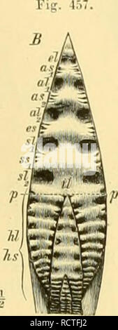 . Elemente der paläontologie bearbeitet. La paléontologie. . Veuillez noter que ces images sont extraites de la page numérisée des images qui peuvent avoir été retouchées numériquement pour plus de lisibilité - coloration et l'aspect de ces illustrations ne peut pas parfaitement ressembler à l'œuvre originale.. Steinmann, G. (Gustav), 1856-1929 ; Döderlein, Ludwig, 1855-1936. Leipzig, Engelmann Banque D'Images