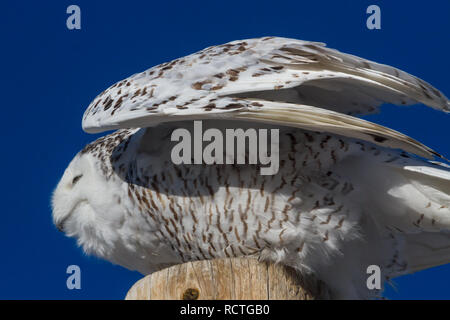 Harfang des neiges sur la perche, vue de côté, l'affichage et les plumes de l'aile en plein soleil avec bleu ciel d'hiver dans les régions rurales de l'Alberta, Canada. À propos d'oiseaux de voler. Banque D'Images