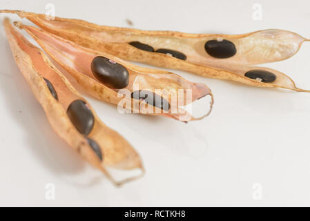 Haricots noirs mûrs dans la gaine Banque D'Images