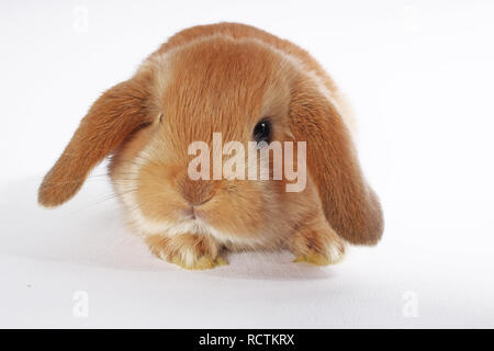 Lapin nain lapin orange lop bébés lapins sur fond blanc. Lapins. Banque D'Images